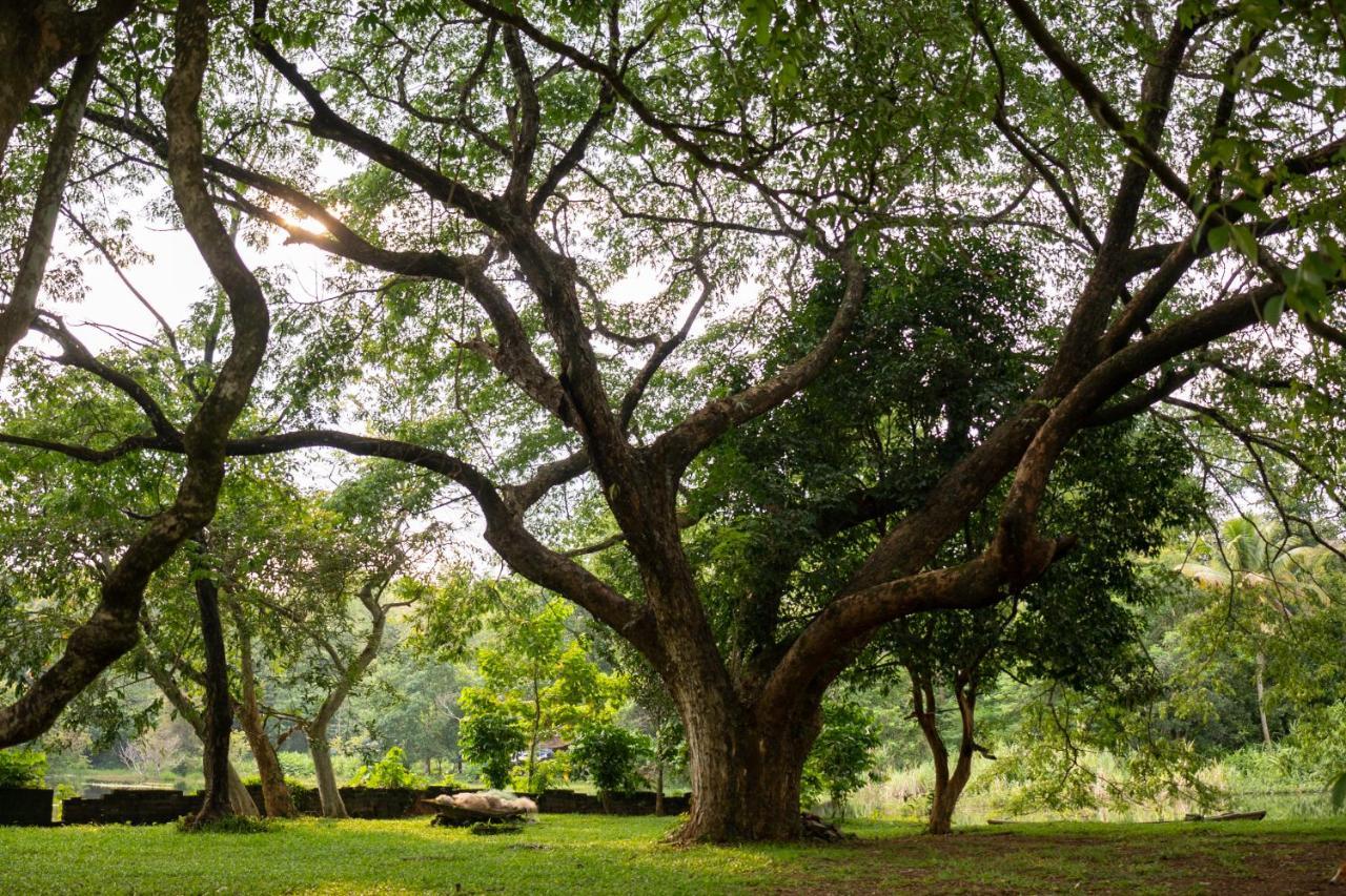 The Nest Thattekad Thattakad ภายนอก รูปภาพ